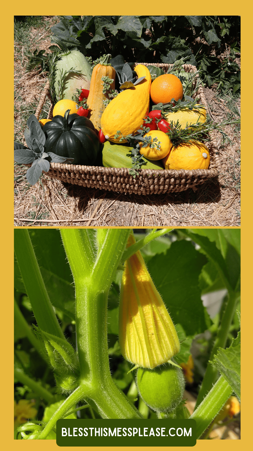 A woven basket filled with assorted summer squash, tomatoes, and herbs sits on straw; below, a close-up of a squash blossom and young squash growing on a vine—perfect inspiration for learning how to preserve summer squash. Text: blessthismessplease.com.