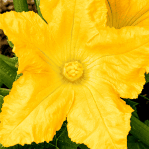 Bright yellow squash blossom with ruffled petals and green leaves in the background. The image, perfect for learning how to preserve summer squash, features blessthismessplease.com at the bottom in an orange box.