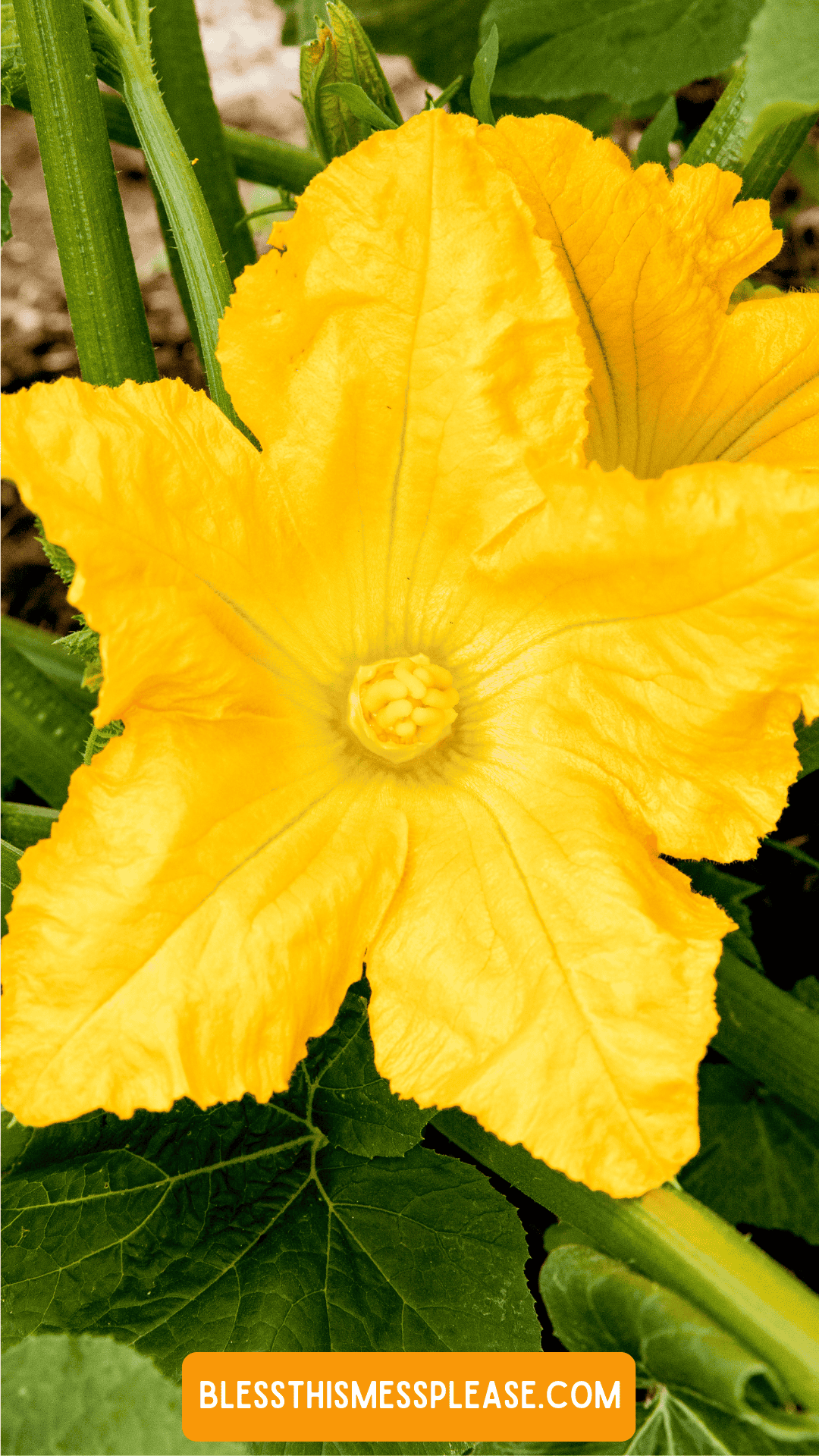 Bright yellow squash blossom with ruffled petals and green leaves in the background. The image, perfect for learning how to preserve summer squash, features blessthismessplease.com at the bottom in an orange box.