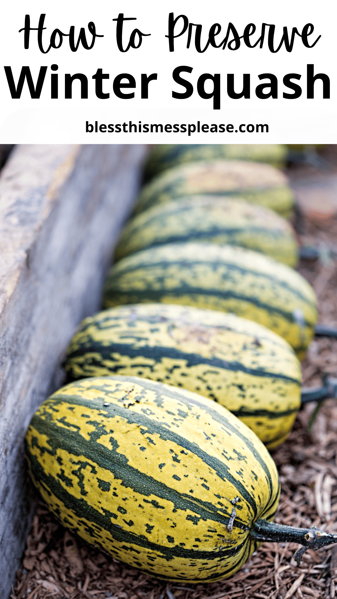 Four green and yellow striped winter squash are lined up on mulch next to a wooden raised bed. Text above shares how to preserve winter squash, with the website blessthismessplease.com.
