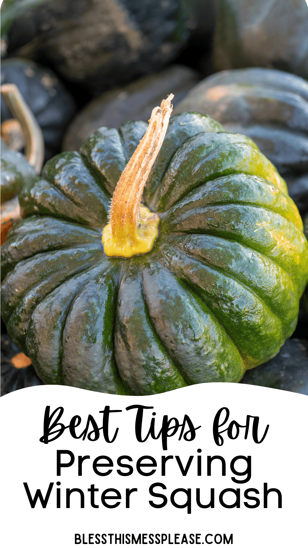 A close-up of dark green winter squash with a prominent stem. Text overlay reads: Best Tips for How to Preserve Winter Squash. blessthismessplease.com.