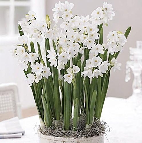 A potted arrangement of white paperwhite narcissus flowers with tall green stems, blooming indoors on a tabletop, surrounded by natural light.